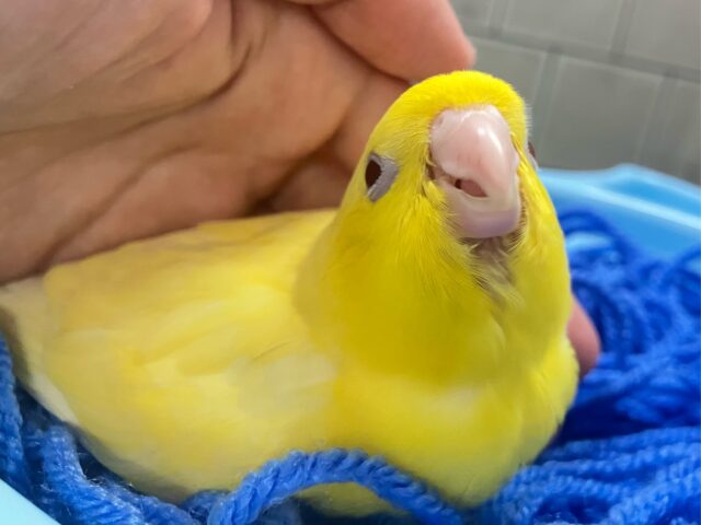 黄色い歓声💛✧*｡ピエポオムレツ完成🥚🌟サザナミインコ(ルチノー/2025年6月生まれ)