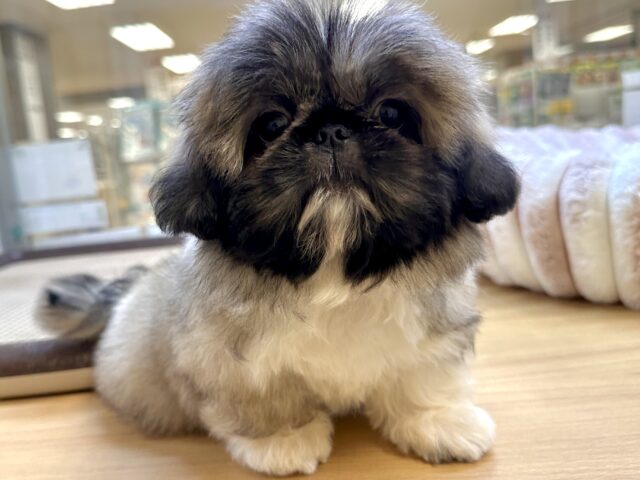 ペキニーズ