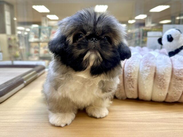 まっくろくろすけ🖤ペキニーズくん