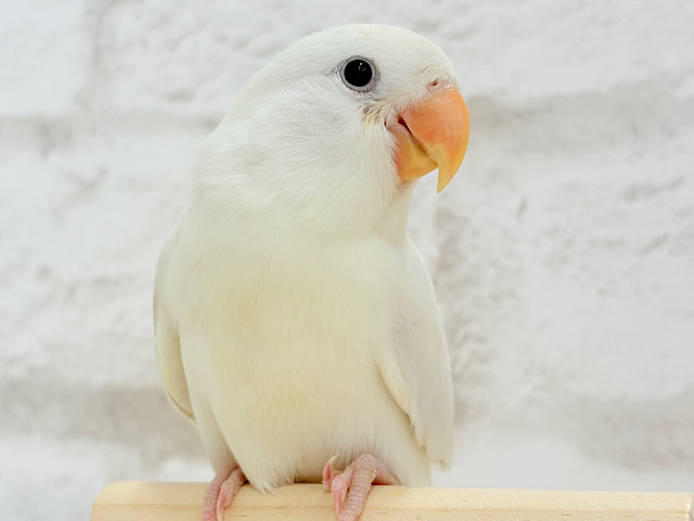 【最新画像更新🪄】透明感たっぷり‪🍦‬魅惑の色合い🫧コザクラインコ(ダイリュート系シナモン) ヒナ