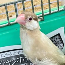 ✨最新画像✨めろりん︎♥️⟡.*ポカポカ𝐦𝐢𝐥𝐤 𝐭𝐞𝐚🫖🧸シナモン文鳥(2025年5月上旬生まれ)
