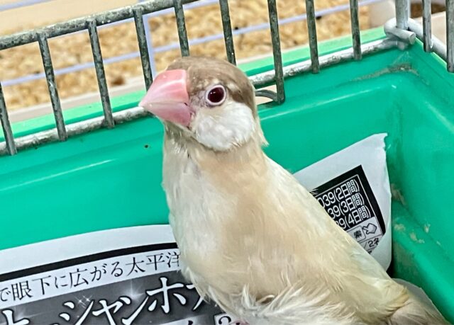 ✨最新画像✨めろりん︎♥️⟡.*ポカポカ𝐦𝐢𝐥𝐤 𝐭𝐞𝐚🫖🧸シナモン文鳥(2025年5月上旬生まれ)