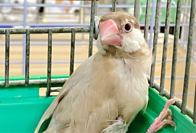 シナモン文鳥