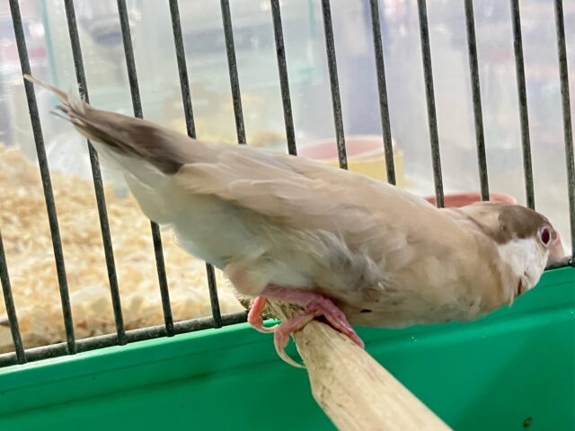 シナモン文鳥