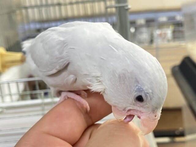 マメルリハ
