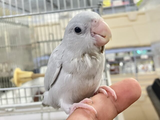 マメルリハ