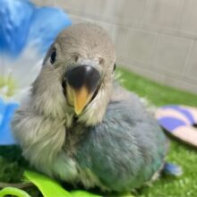 ﾓｸﾓｸ芽吹く🌱∗*ﾟ蒼天の向日葵🌻🩵 ￼コザクラインコ(ブルー/2025年7月生まれ)