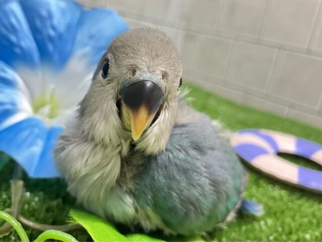 ﾓｸﾓｸ芽吹く🌱∗*ﾟ蒼天の向日葵🌻🩵 ￼コザクラインコ(ブルー/2025年7月生まれ)