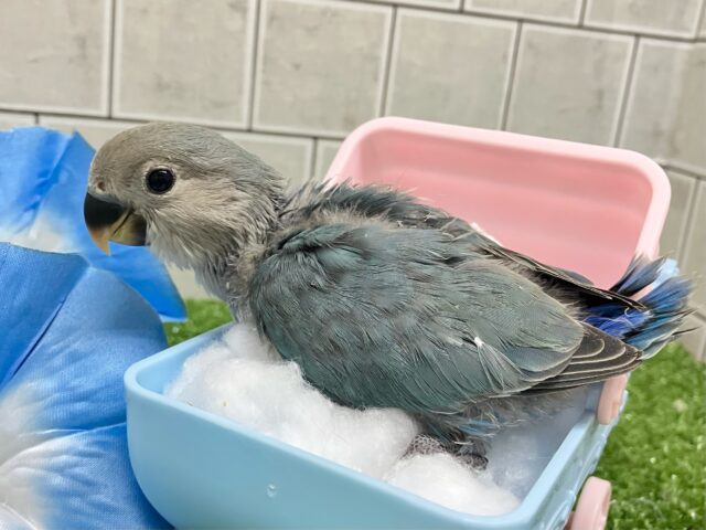 コザクラインコ（小桜インコ）