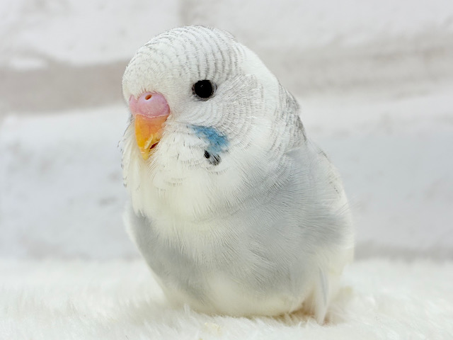ふわふわほわほわ☁️もっふりちゃん🐣🫧ジャンボセキセイインコ(パイド) ヒナ