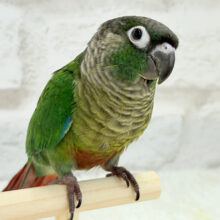 可愛すぎてる…♥ウロコインコ(ノーマル)