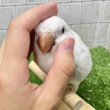 ✨最新画像✨深々と降り積もる…💭⟡儚きオーロラ🌌✮*̣̩オキナインコ(ブルーパリドオパーリン/2025年5月生まれ)