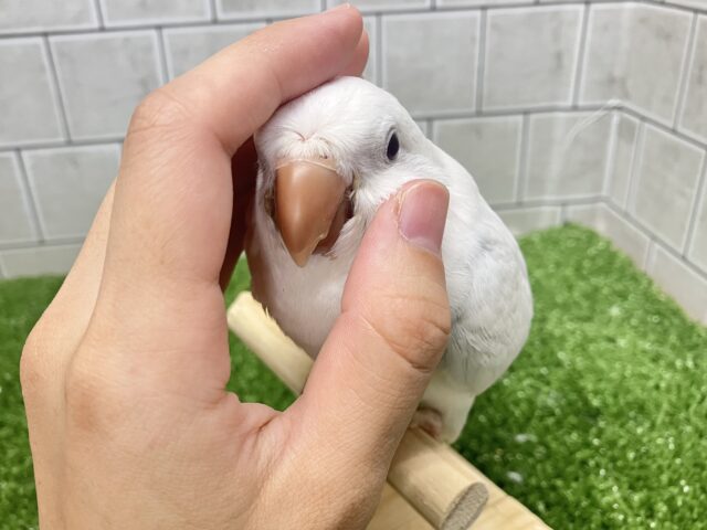 ✨最新画像✨深々と降り積もる…💭⟡儚きオーロラ🌌✮*̣̩オキナインコ(ブルーパリドオパーリン/2025年5月生まれ)