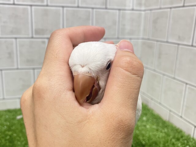 オキナインコ