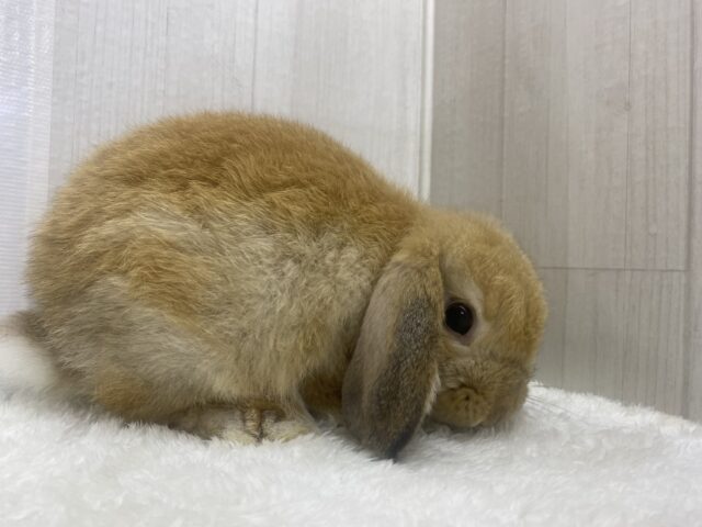 最新画像🌟まん丸お顔の3頭身!ホーランドロップイヤーラビットさん来ました〜 ホーランドロップ