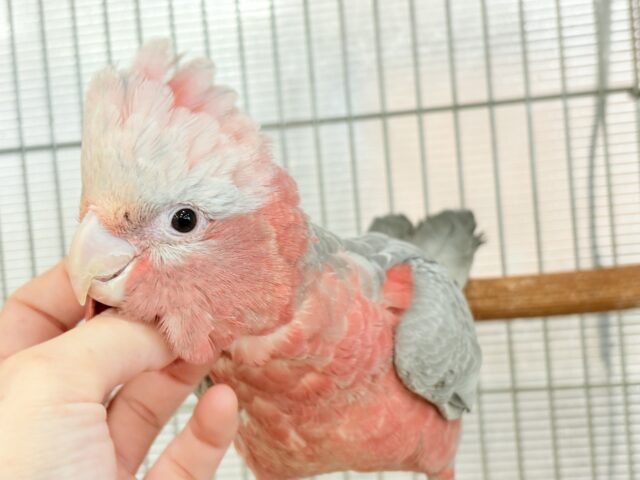 モモイロインコ