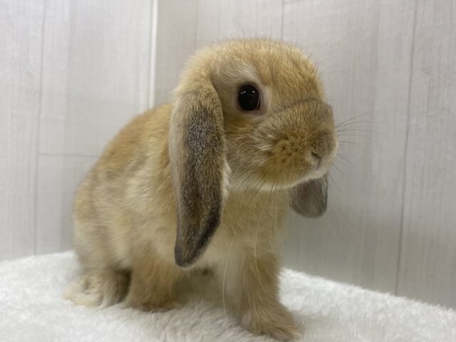 最新画像🌟まん丸お顔の3頭身!ホーランドロップイヤーラビットさん来ました〜 ホーランドロップ