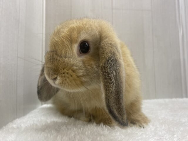 最新画像🌟まん丸お顔の3頭身!ホーランドロップイヤーラビットさん来ました〜 ホーランドロップ
