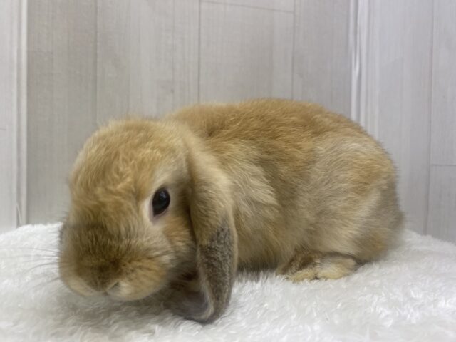 最新画像🌟まん丸お顔の3頭身!ホーランドロップイヤーラビットさん来ました〜 ホーランドロップ