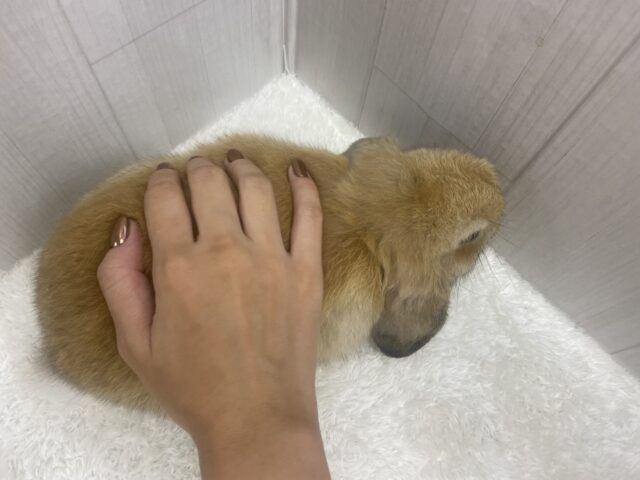 最新画像🌟まん丸お顔の3頭身!ホーランドロップイヤーラビットさん来ました〜 ホーランドロップ