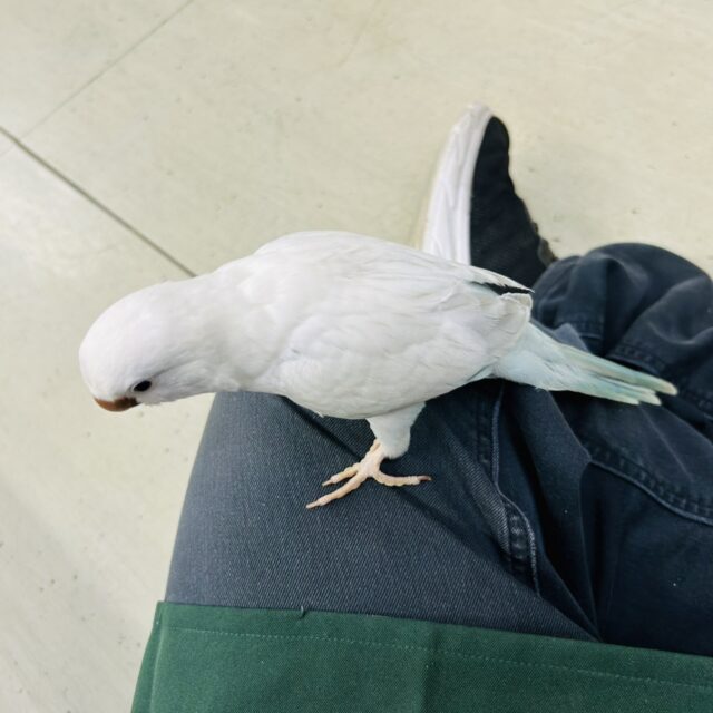 オキナインコ