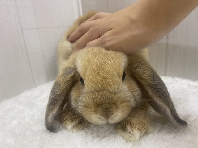 最新画像🌟まん丸お顔の3頭身!ホーランドロップイヤーラビットさん来ました〜 ホーランドロップ