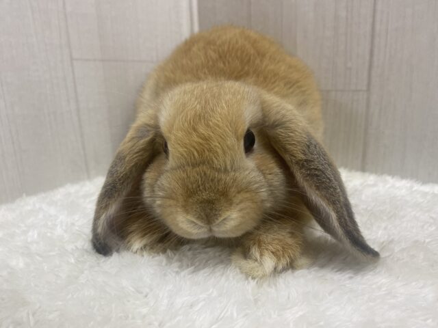 最新画像🌟まん丸お顔の3頭身!ホーランドロップイヤーラビットさん来ました〜 ホーランドロップ