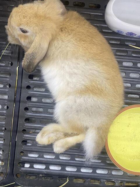 最新画像🌟まん丸お顔の3頭身!ホーランドロップイヤーラビットさん来ました〜 ホーランドロップ