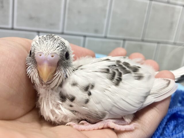 青空の下…🩵🫧も〜も〜きゃわスタイン🐮✧*｡セキセイインコ(白ハルクイン/2025年7月生まれ)