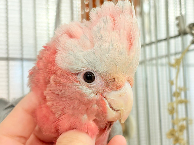 極上の甘さ🍑💖モモイロインコ(女の子)