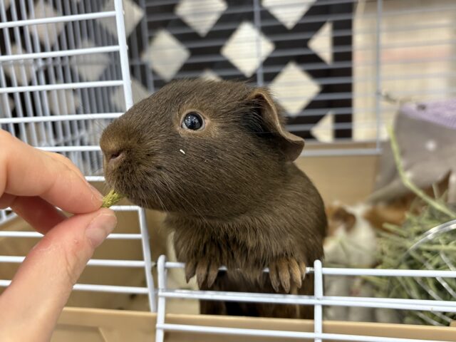 説明画像です