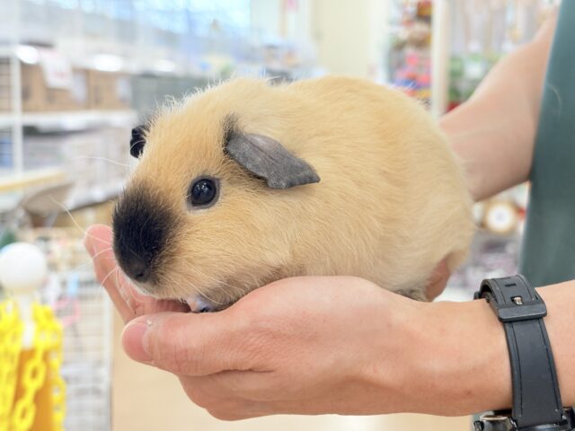 説明画像です