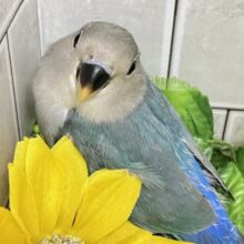 ✨最新画像✨ﾓｸﾓｸ芽吹く🌱∗*ﾟ蒼天の向日葵🌻🩵 ￼コザクラインコ(ブルー/2025年7月生まれ)