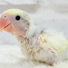 わたっ子クリーミー💛コザクラインコ(バイオレットパイドオパーリン) ヒナ