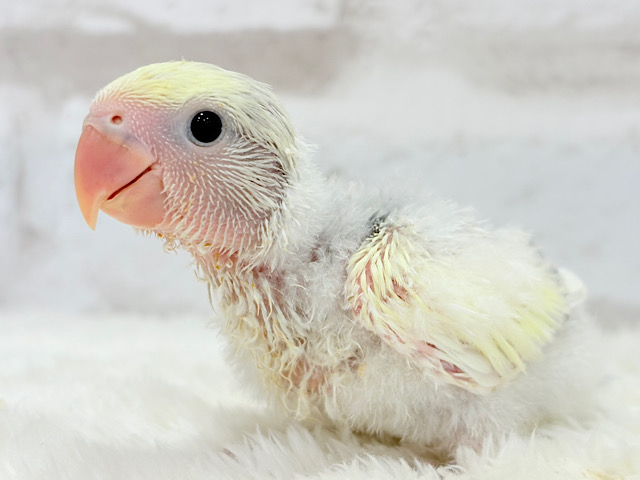 わたっ子クリーミー💛コザクラインコ(バイオレットパイドオパーリン) ヒナ