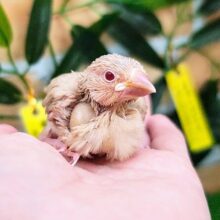 甘々シナモントースト🍞🤎文鳥のヒナ(シナモン)入荷しました❤️