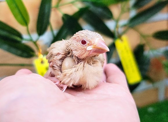 甘々シナモントースト🍞🤎文鳥のヒナ(シナモン)入荷しました❤️
