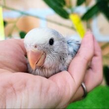 青空模様☀︎わた毛もふもふコザクラインコのヒナ(ブルーパイド)入荷しました❤️