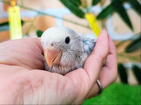 青空模様☀︎わた毛もふもふコザクラインコのヒナ(ブルーパイド)入荷しました❤️