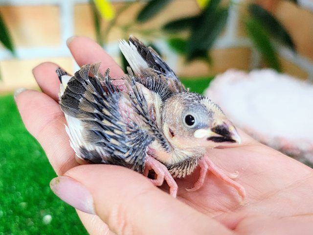 桜文鳥