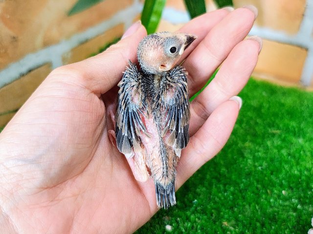 桜文鳥