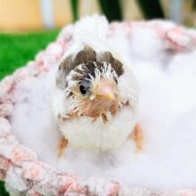 白多め‎🤍十姉妹のヒナ入荷しました❤️
