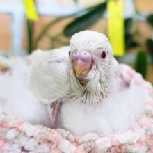 もう既にカキカキ大好き？？♡セキセイインコのヒナ(ファロー)入荷しました❤️