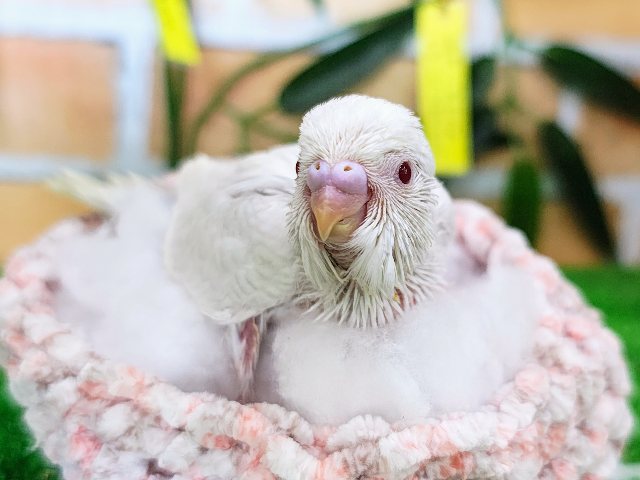 もう既にカキカキ大好き？？♡セキセイインコのヒナ(ファロー)入荷しました❤️