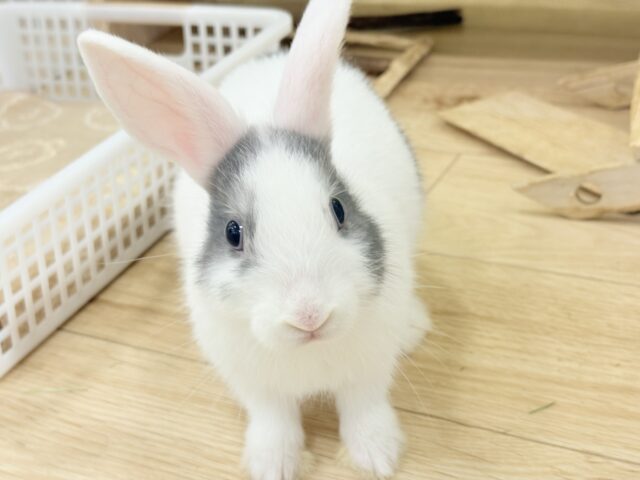 ミニウサギ