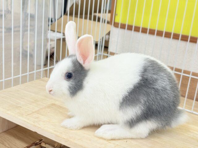 ミニウサギ