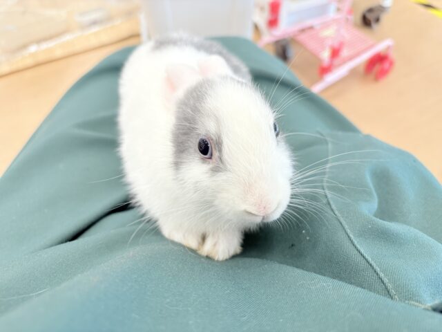 ミニウサギ