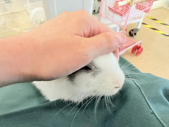 ミニウサギ