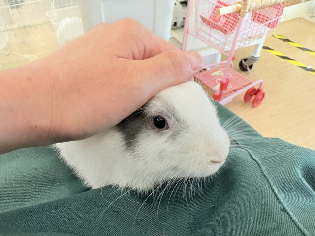ミニウサギ