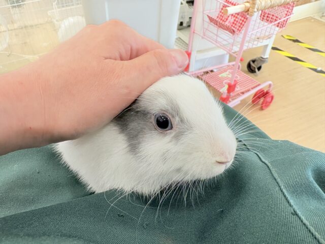 ミニウサギ